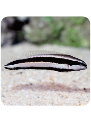 Striped Dottyback (Pseudochromis sankeyi) 