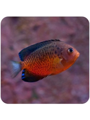 Rusty Angelfish (Centropyge ferrugata) 