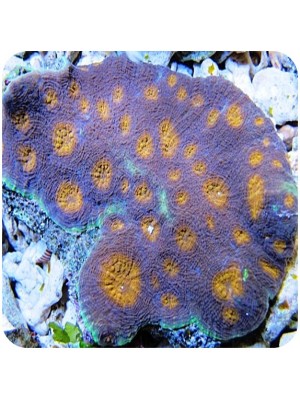 Acanthastrea Multicolor
