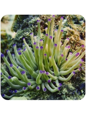 Anemona Passiflora Purple Tip