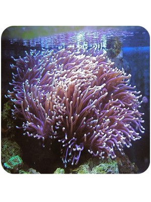 Anemona Ritteri / Base Roxa