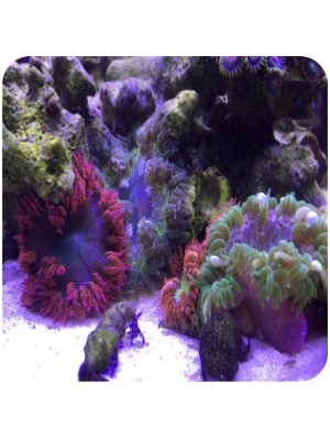 Anemona Rock Flower 