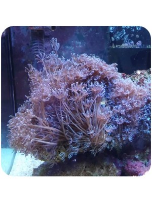 Anthelia 