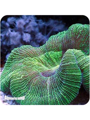 Bal Dome Bran Green ( Wellsophylla Radata )