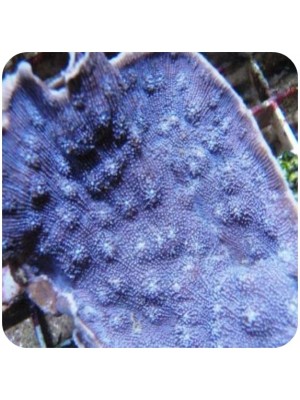Chalice Purple