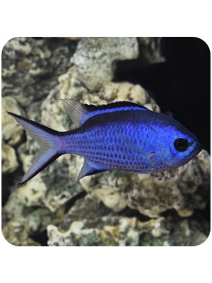 Chromis Blue Reef (Chromis cyaneus) 