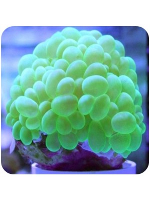 Bubble Coral Green (Plerogyra sinuosa)