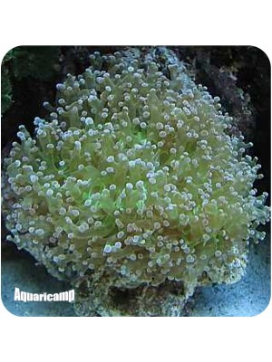 Frogspawn Coral (Euphyllia paradivisa)