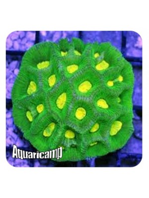 Brain Coral Goniastrea (Goniastrea sp.) 