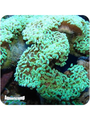 Hammer Green Coral Wall ( Euphyllia ancora )