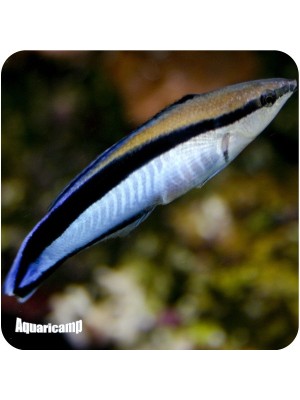 Wrasse Cleaner (Labroides Dimidiatus)