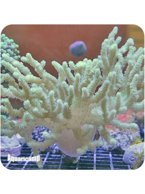 Leather Spaguetti (Sinularia flexibis)