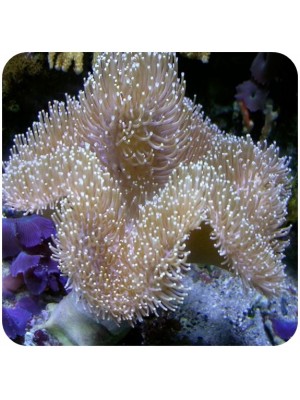 Leather Long Polyps (Sarcophyton sp.)
