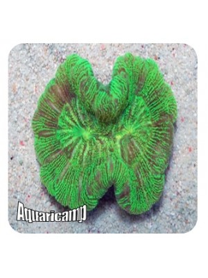 Brain Coral 1 boca (Lobophyllia hemprichii) 