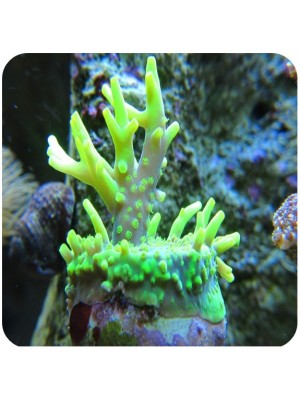 Acropora Lokani Banana