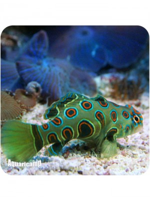 Mandarin Spotted Green (Synchiropus picturatus) 