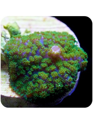 Mushroom Neon Green Rhodactis