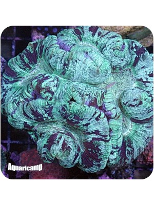 Green Open Brain Coral Metalic (Trachyphyllia radiata)