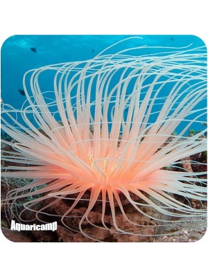 Cerianthus Orange (Ceriathus sp.)