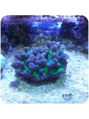 Pectinia Green