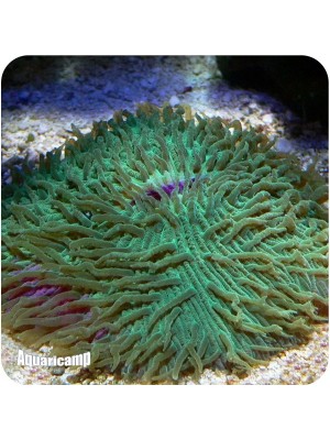 Plate Short Tentacle 