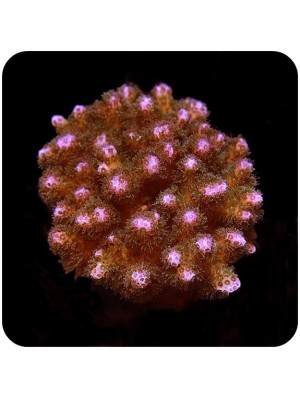 Pocillopora Orange Pink