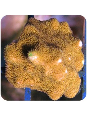  Psamocora Orange