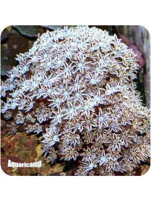Red Organ Pipe ( Tubipora musica )