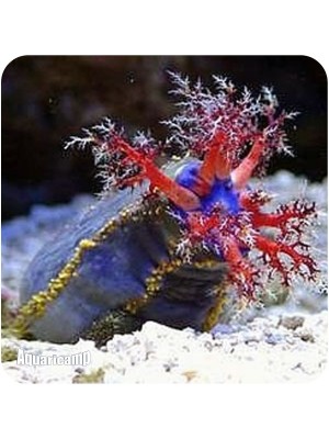 Sea Apple (Pseudocolochirus violaceus)