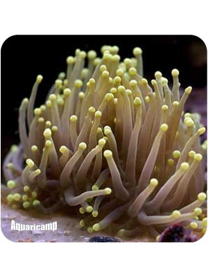 Thorch Yellow Tps ( Euphylla Glabrencens )