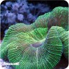 Bal Dome Bran Green ( Wellsophylla Radata )
