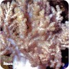 colt coral pronto