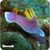 sea slug colored pronto