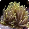 Thorch Yellow Tps ( Euphylla Glabrencens )