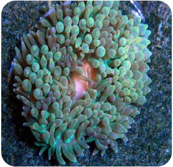 Anemone Anemona Bubble Green (Entacmaea quadricolor) | Aquaricamp Loja de