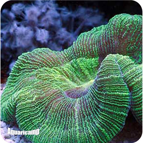 Bal Dome Bran Green ( Wellsophylla Radata )