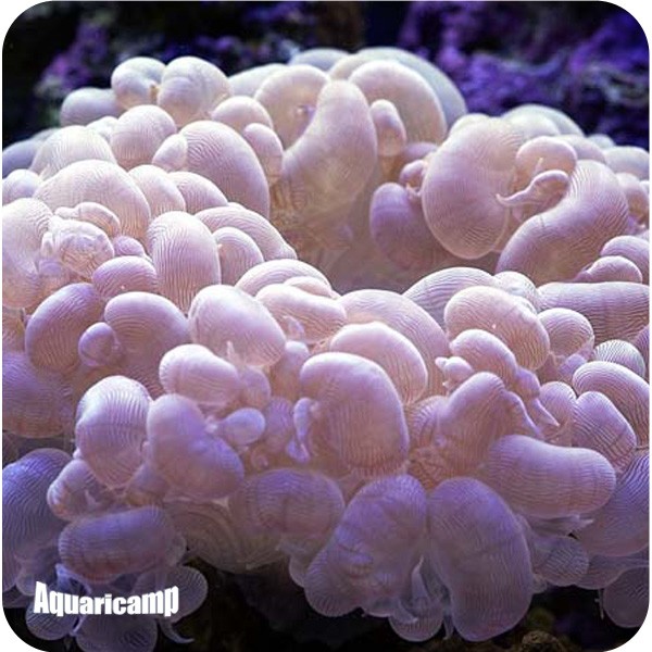 bubble coral