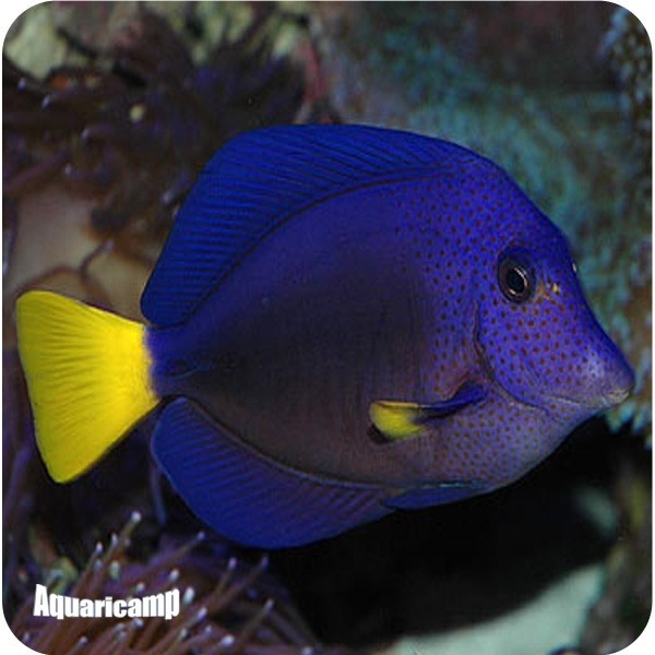 Purple Tang (Zebrasoma xanthurum) Aquaricamp Loja de Aquários