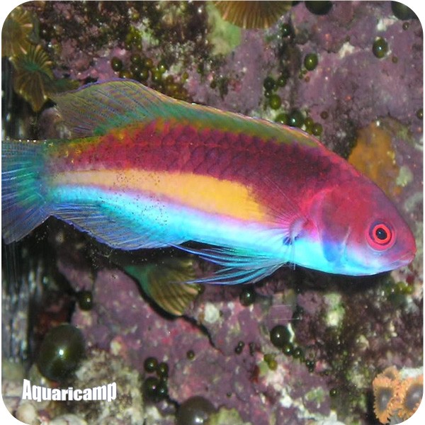 Wrasse Luteo