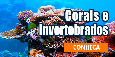 Corais e Invertebrados
