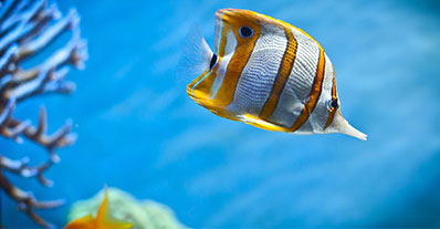 Comprar Peixes